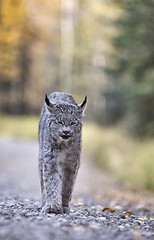 Image showing Rocky Mountain Lynx