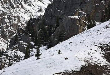 Image showing Mountain Sheep