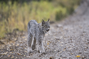 Image showing Rocky Mountain Lynx