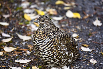 Image showing Spruce Grouse