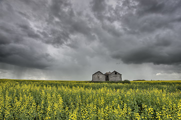 Image showing Canola Crop Canada