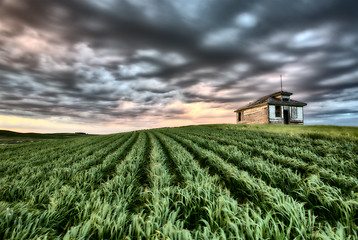 Image showing Newly planted crop