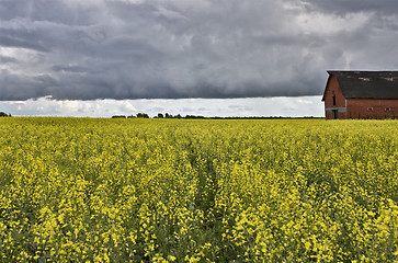 Image showing Canola Crop Canada