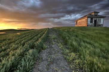 Image showing Newly planted crop