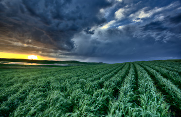 Image showing Newly planted crop