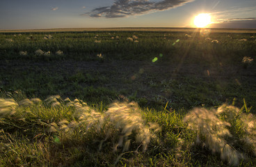 Image showing Dry Weeds and Marshland Saskatchewan