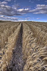 Image showing Newly planted crop