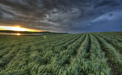 Image showing Newly planted crop