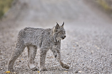 Image showing Rocky Mountain Lynx