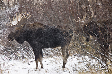 Image showing Bull Moose in Winter