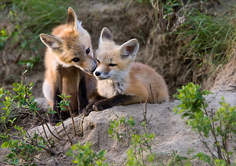 Image showing Fox Kits Canada