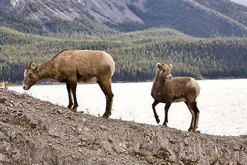 Image showing Rocky Mountain Sheep