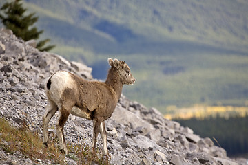 Image showing Rocky Mountain Sheep