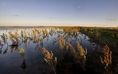 Image showing Dry Weeds and Marshland Saskatchewan