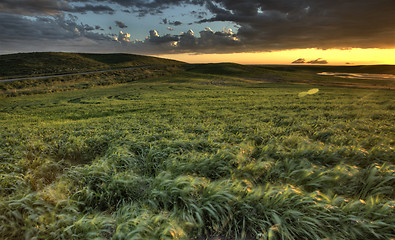 Image showing Newly planted crop