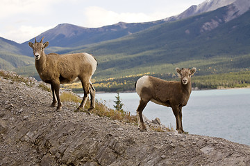 Image showing Rocky Mountain Sheep