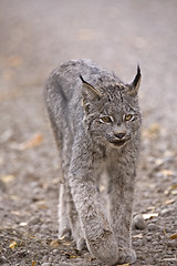 Image showing Rocky Mountain Lynx