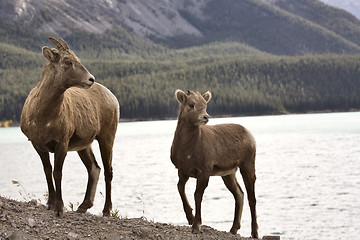 Image showing Rocky Mountain Sheep