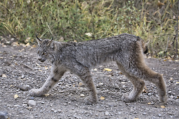 Image showing Rocky Mountain Lynx