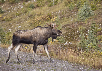 Image showing Bull Moose Alberta