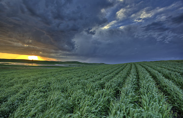 Image showing Newly planted crop