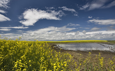 Image showing Slough pond and crop