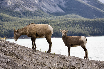 Image showing Rocky Mountain Sheep