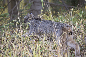 Image showing Rocky Mountain Lynx