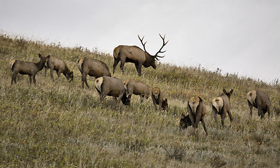 Image showing Wild Elk in Alberta