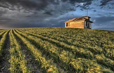 Image showing Newly planted crop