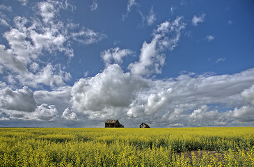 Image showing Canola Crop Canada