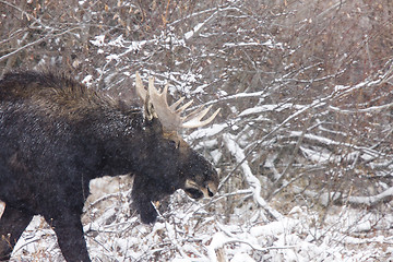 Image showing Bull Moose in Winter