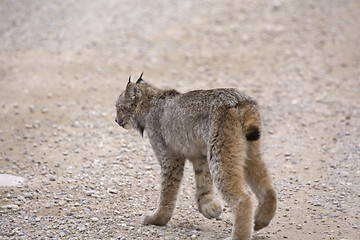 Image showing Rocky Mountain Lynx