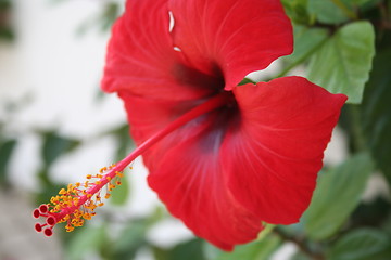 Image showing Beautiful red hibiscus growing in Spain