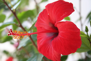 Image showing Wonderful hibiscus with long stamen