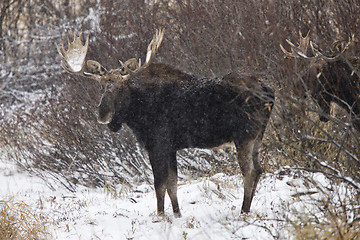 Image showing Bull Moose in Winter