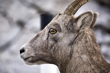 Image showing Rocky Mountain Sheep