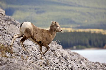 Image showing Rocky Mountain Sheep