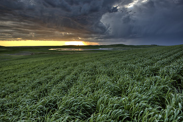 Image showing Newly planted crop