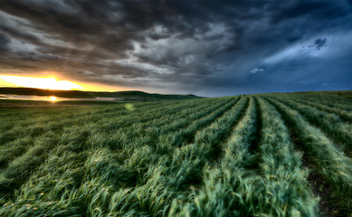 Image showing Newly planted crop