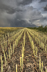 Image showing Stubble Field and Prarie Storm