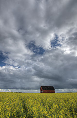 Image showing Canola Crop Canada