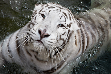 Image showing White tiger in water 