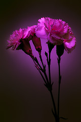 Image showing Pink carnation