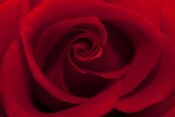 Image showing beautiful  red rose close up