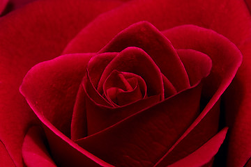 Image showing beautiful  red rose close up