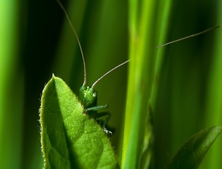 Image showing Hidden katydid