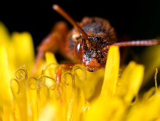 Image showing Cuckoo bee