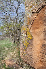 Image showing sandstone boulder and tree