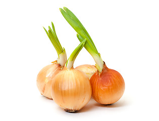 Image showing Sprouting Bulb Onions